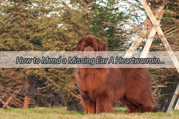 How to Mend a Missing Ear A Heartwarming Journey for Your Canine Companion